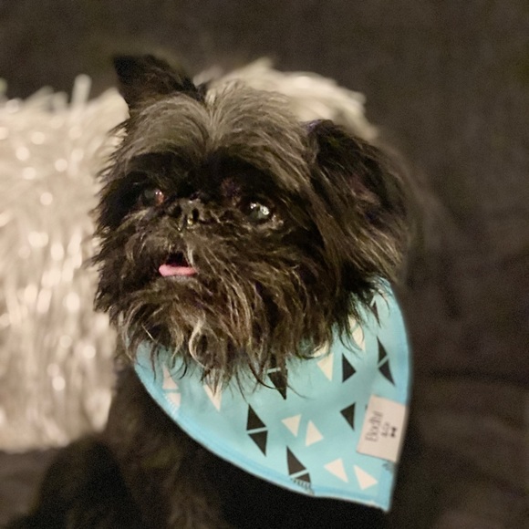 The Rosie Rue Dog Bandana! - Picture 5 of 5